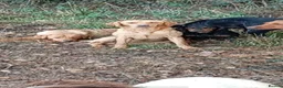Labrador Retriever dogs for sale: Exceptional kc reg labradors  in Thirsk - Advert 3