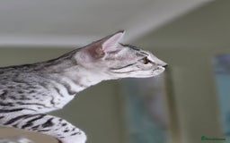 Bengal cats for sale: Silver Rosetted, Blue Silver Rosetted Bengal Girls - Image 12