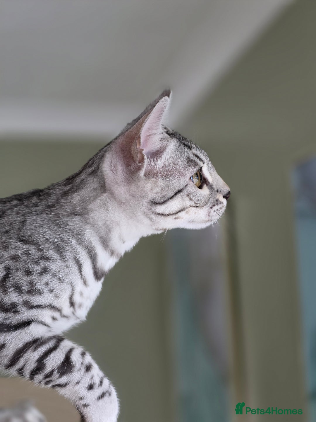 Bengal cats for sale: Silver Rosetted, Blue Silver Rosetted Bengal Girls - Image 12