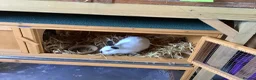 Netherland Dwarf rabbits for sale: Bunny with hutch - Advert 1