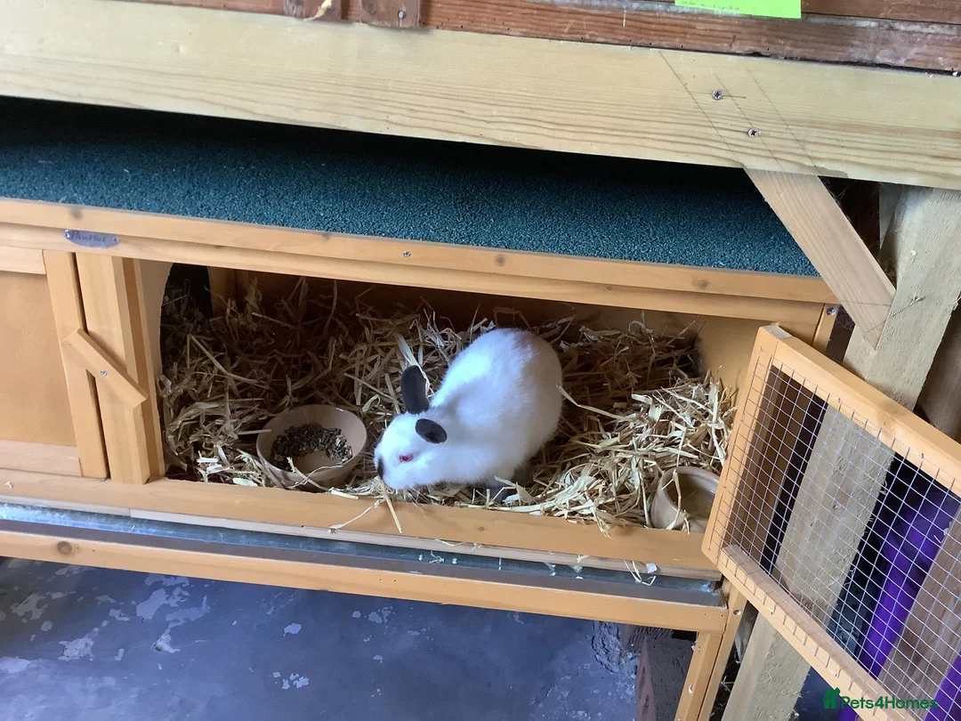 Netherland Dwarf rabbits for sale: Bunny with hutch - Advert 1