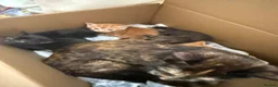 Mixed Breed cats for sale: Cute Kittens  in Doncaster - Advert 2