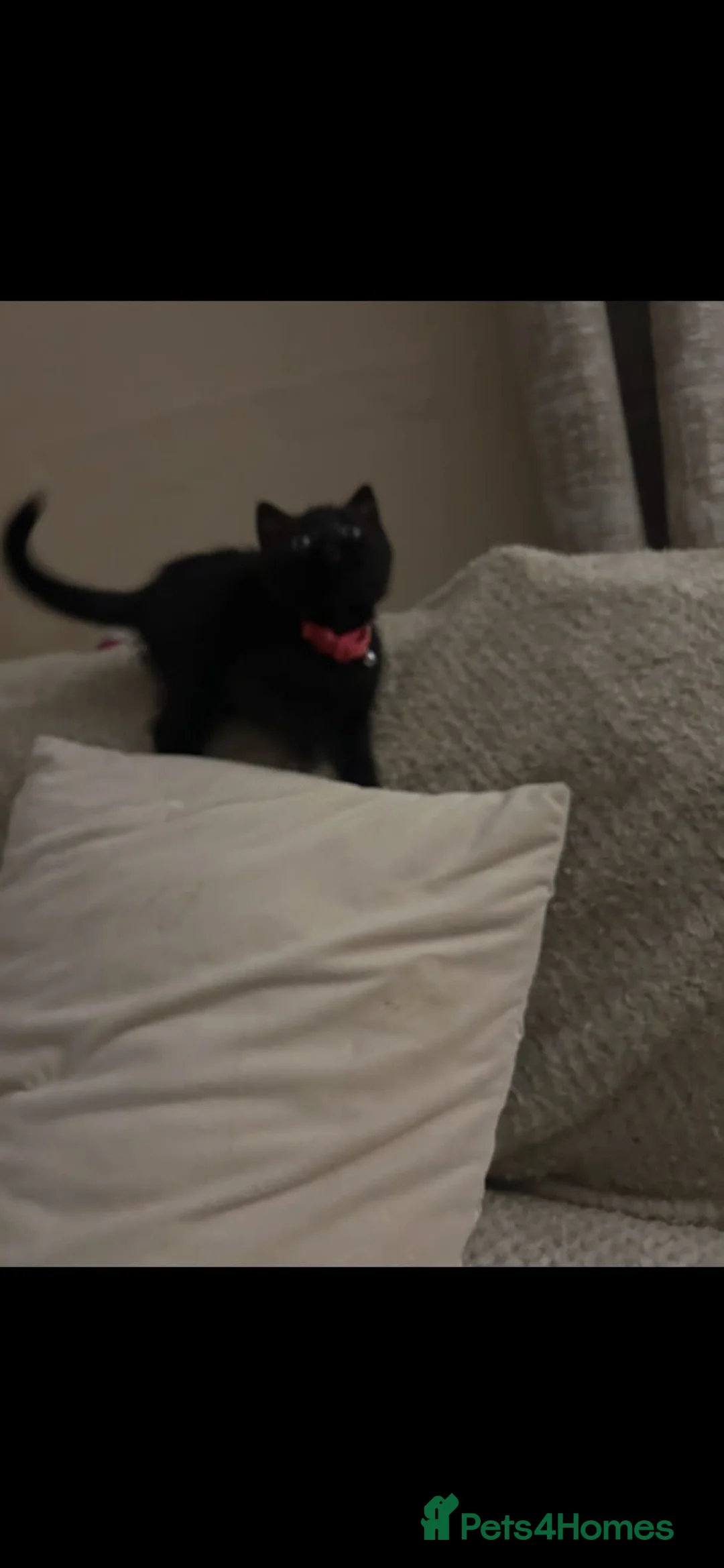 British Shorthair cats for sale: British short hair cross kittens only 2 left - Advert 2