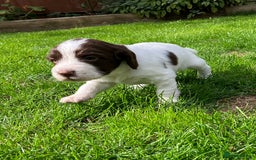 English Springer Spaniel dogs for sale: English Springer Spaniel puppies (2 lovely boys) - Image 15