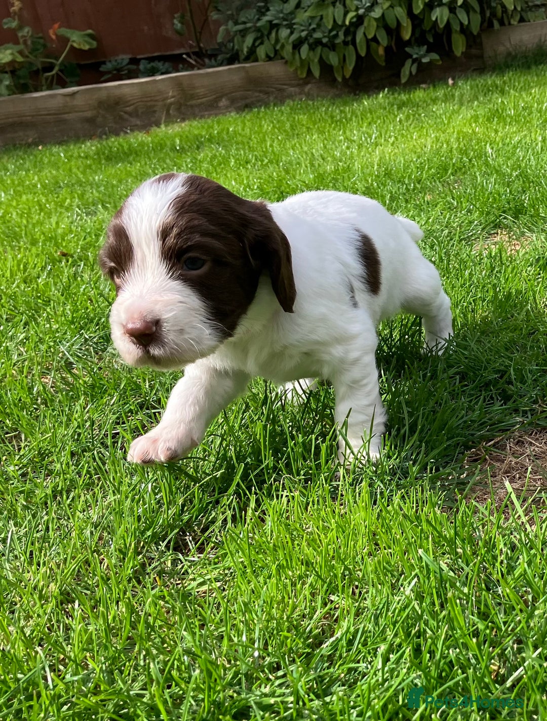 English Springer Spaniel dogs for sale: English Springer Spaniel puppies (2 lovely boys) - Image 15