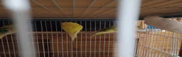 Budgerigars birds for sale: Baby Budgies - Advert 5