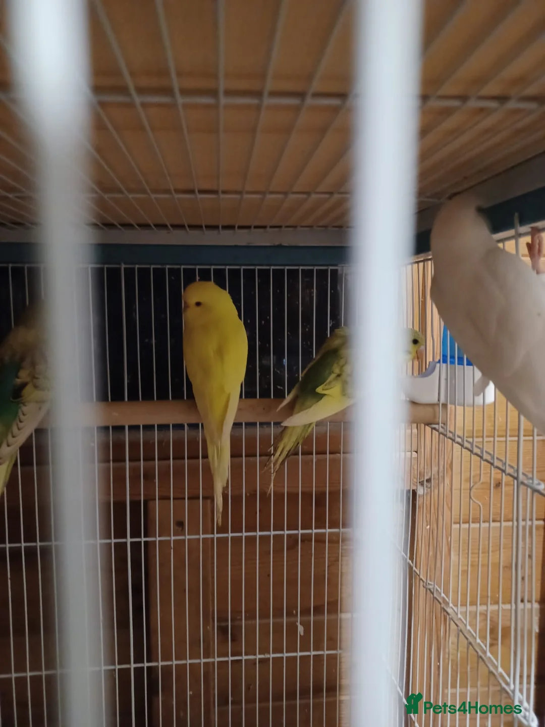 Budgerigars birds for sale: Baby Budgies - Advert 5