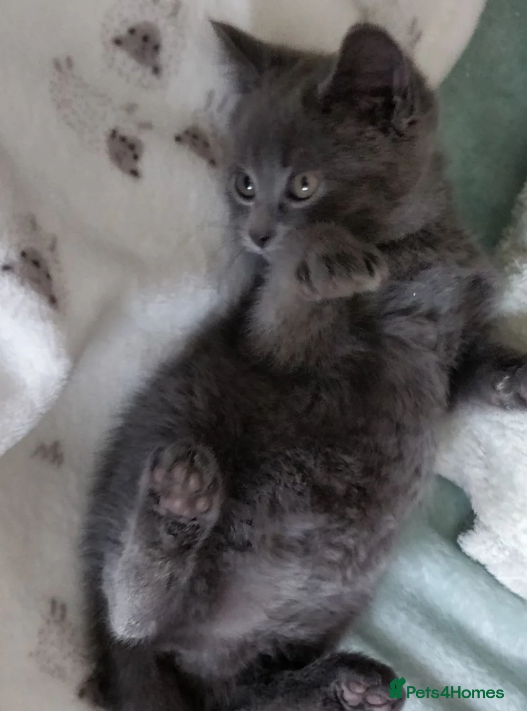 Russian Blue cats for sale: Gorgeous gentle Russian Blue kittens boy and girl - Advert 4