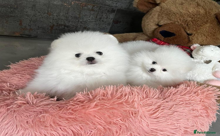 Pomeranian dogs - Advert 9