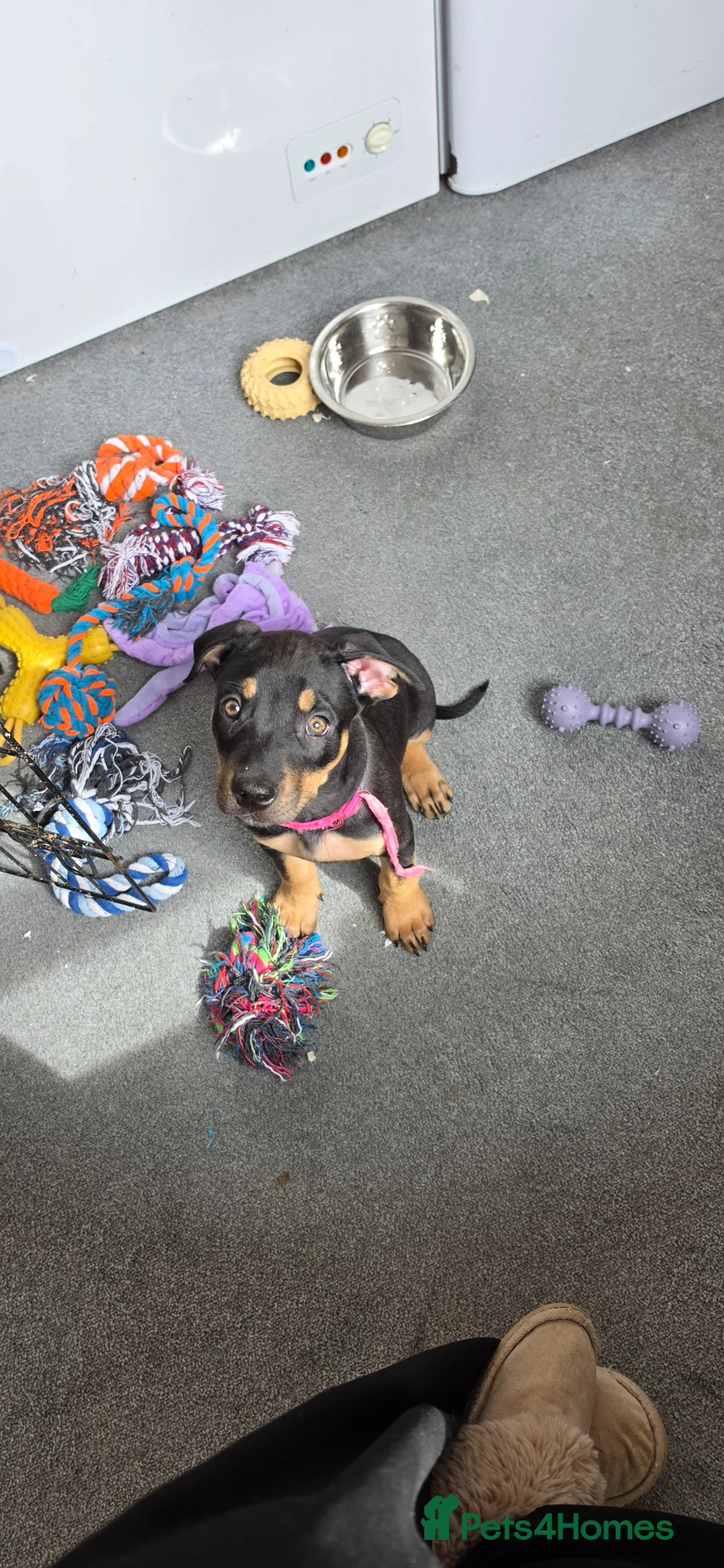 Mixed Breed dogs for sale: Stunning doberman x shepherd puppies - Advert 22