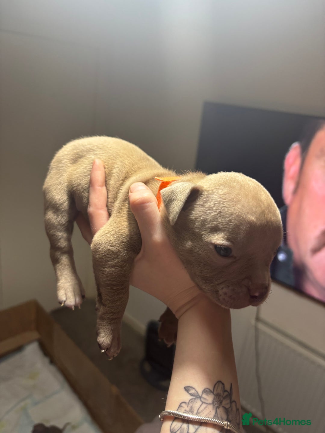American Bully dogs for sale: Pocket Bully Puppies - Advert 9