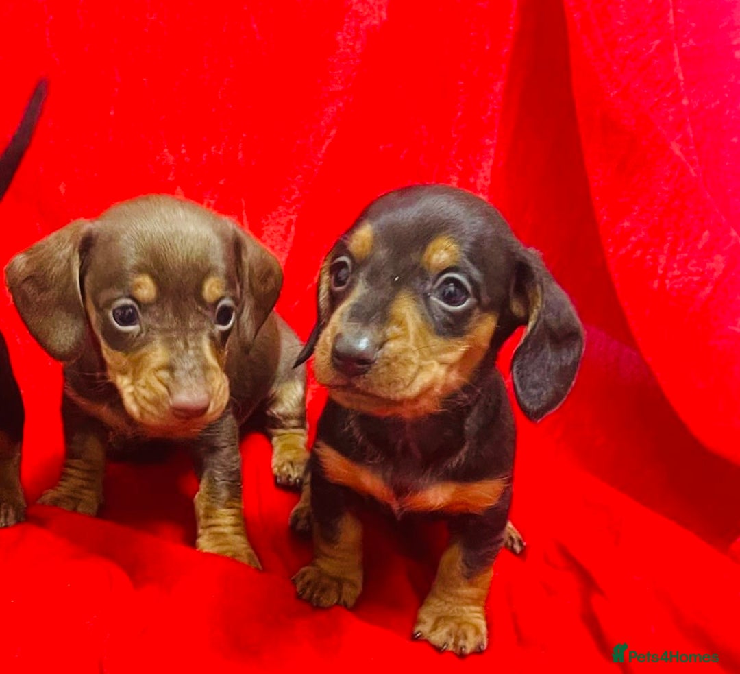 Miniature Dachshund dogs for sale: Miniature dachshunds - Advert 4