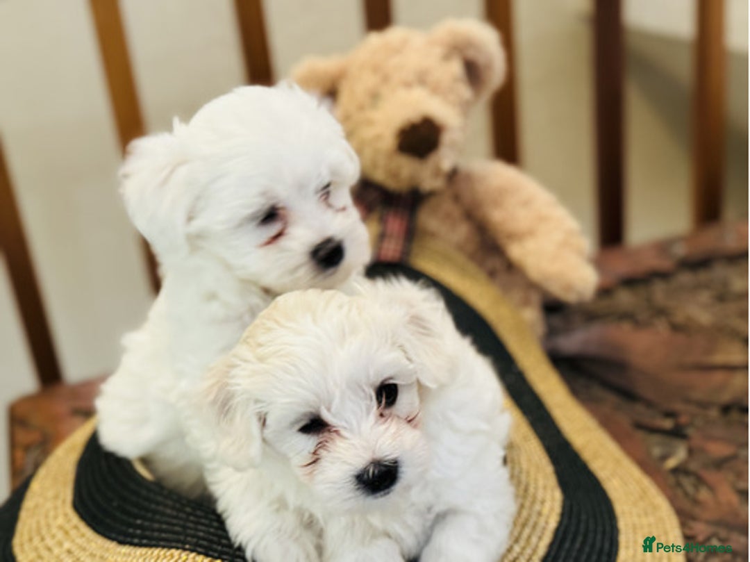 Maltese dogs for sale: Gorgeous Maltese Puppies For Sale. - Image 6