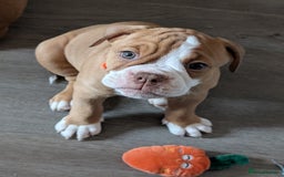 Olde English Bulldogge dogs for sale: 2 females left! - OEB Puppies NEBBR ✅ 3rd Gen - Image 24