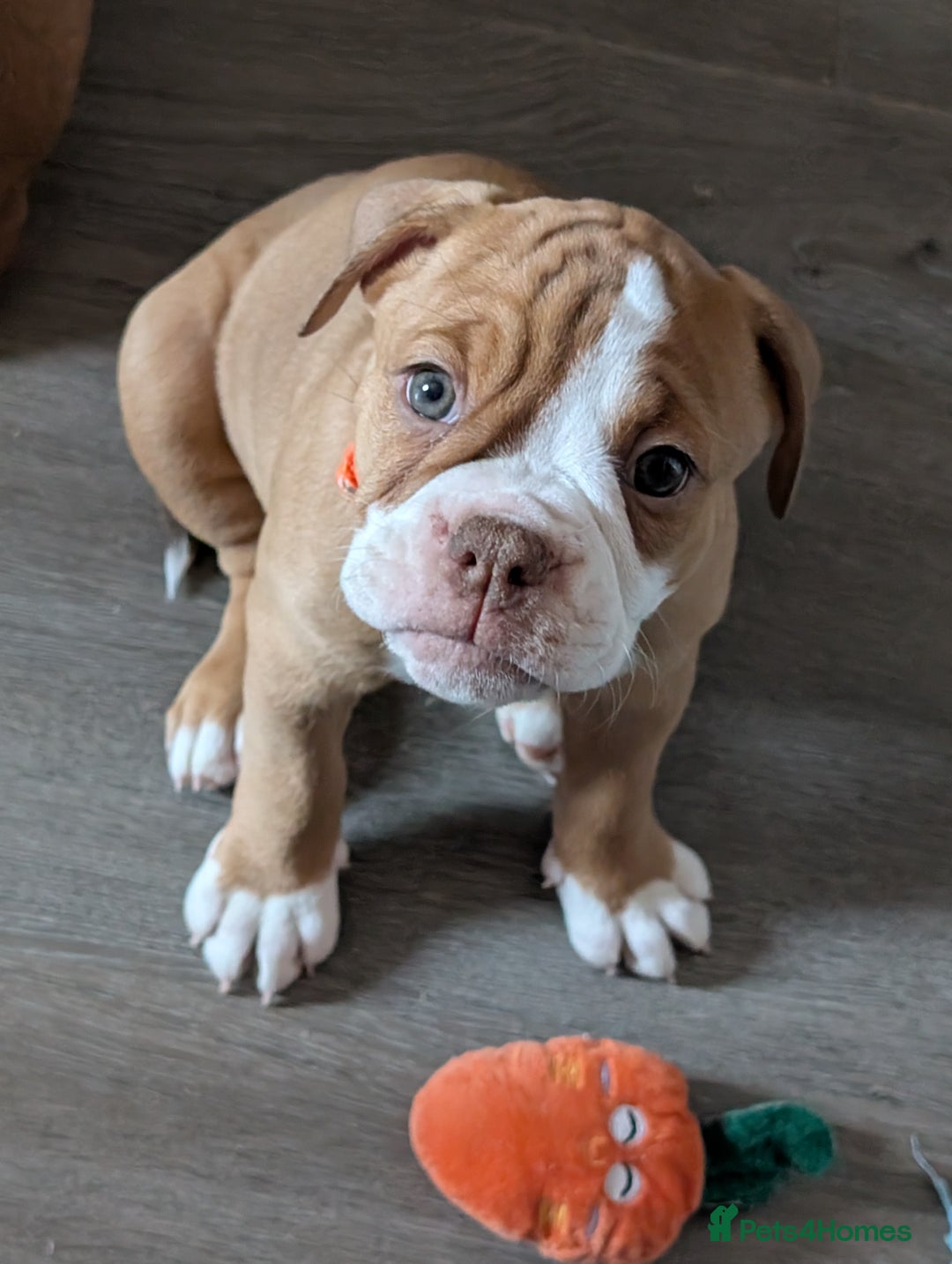 Olde English Bulldogge dogs for sale: 2 females left! - OEB Puppies NEBBR ✅ 3rd Gen - Image 24