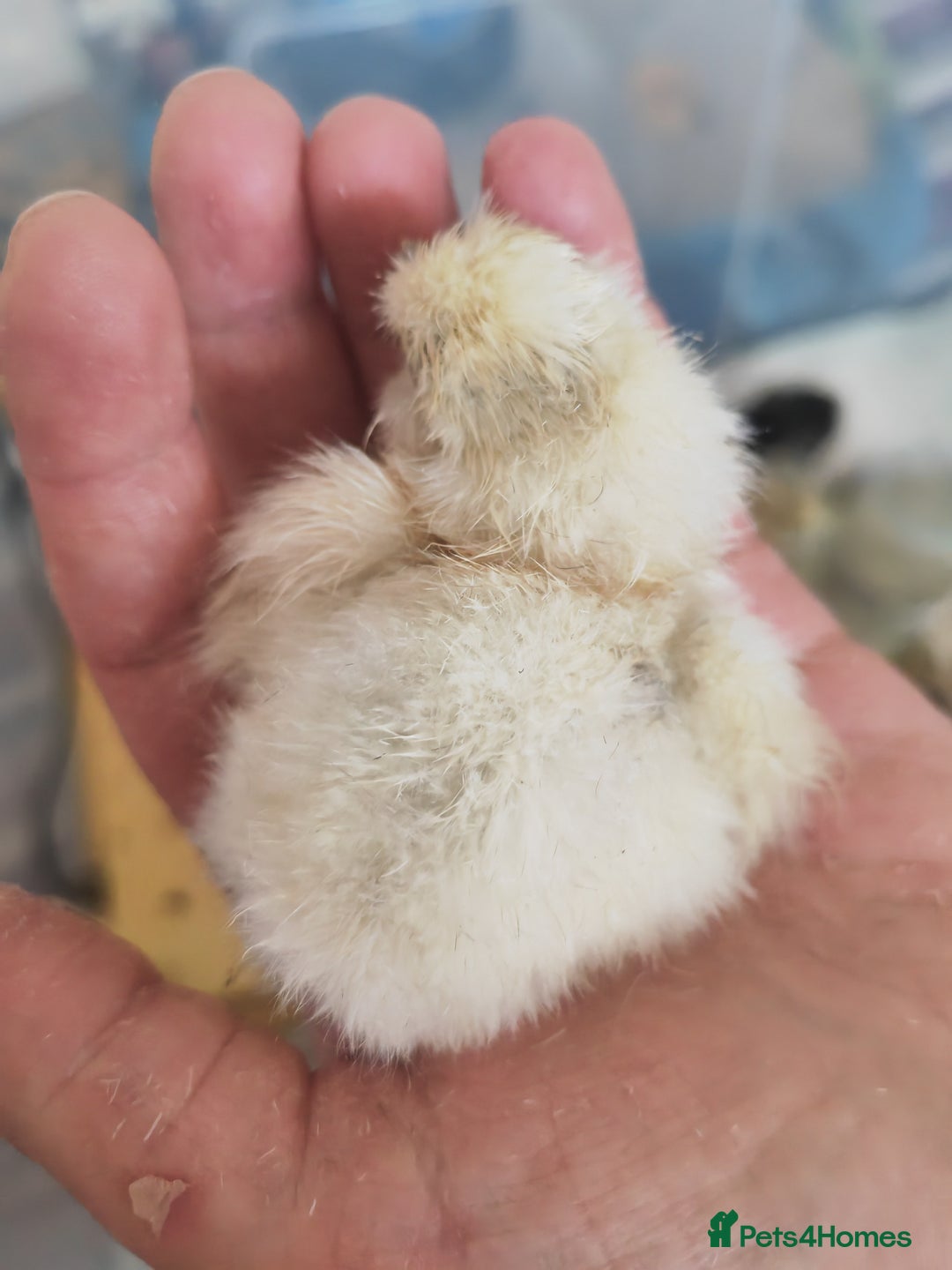 Chickens poultry for sale: USA silkie, jumbo coturnix, celadon quails - Image 9