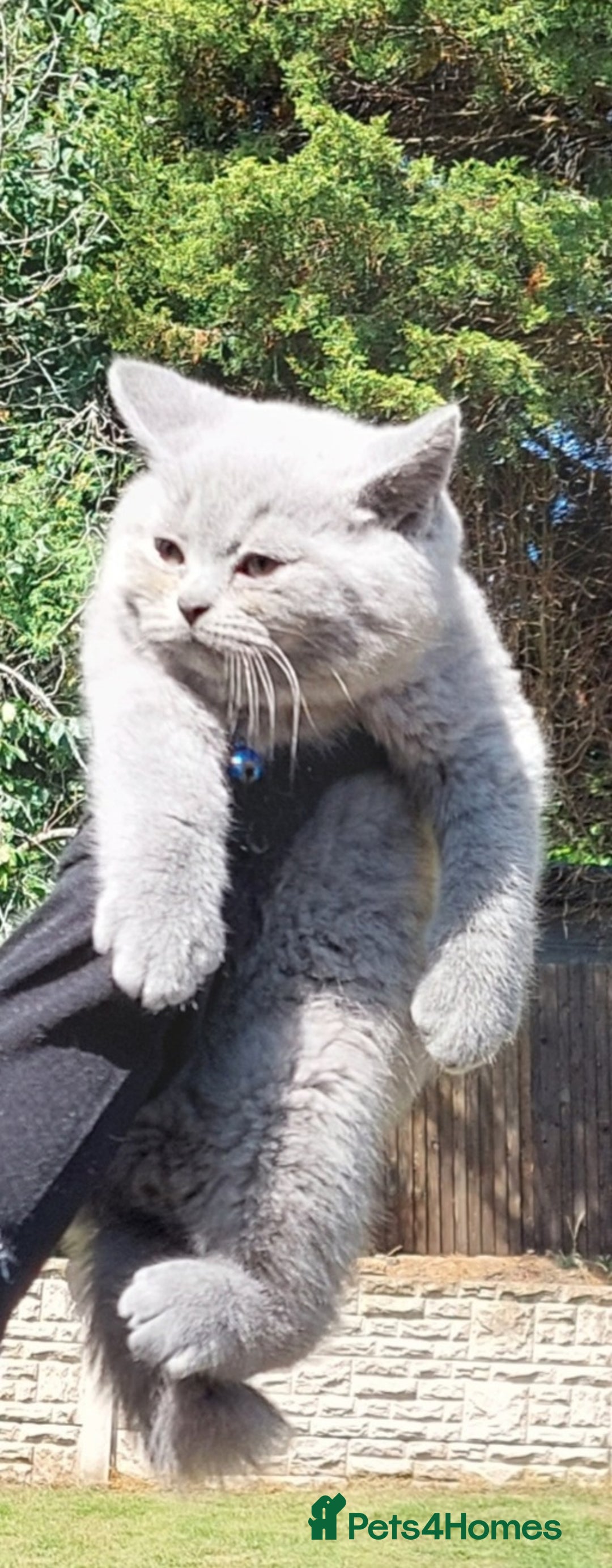 British Shorthair cats for sale: 💥CHAMPION💥SIRED💥🏆FEMALE😍🔥 in Dudley - Image 6