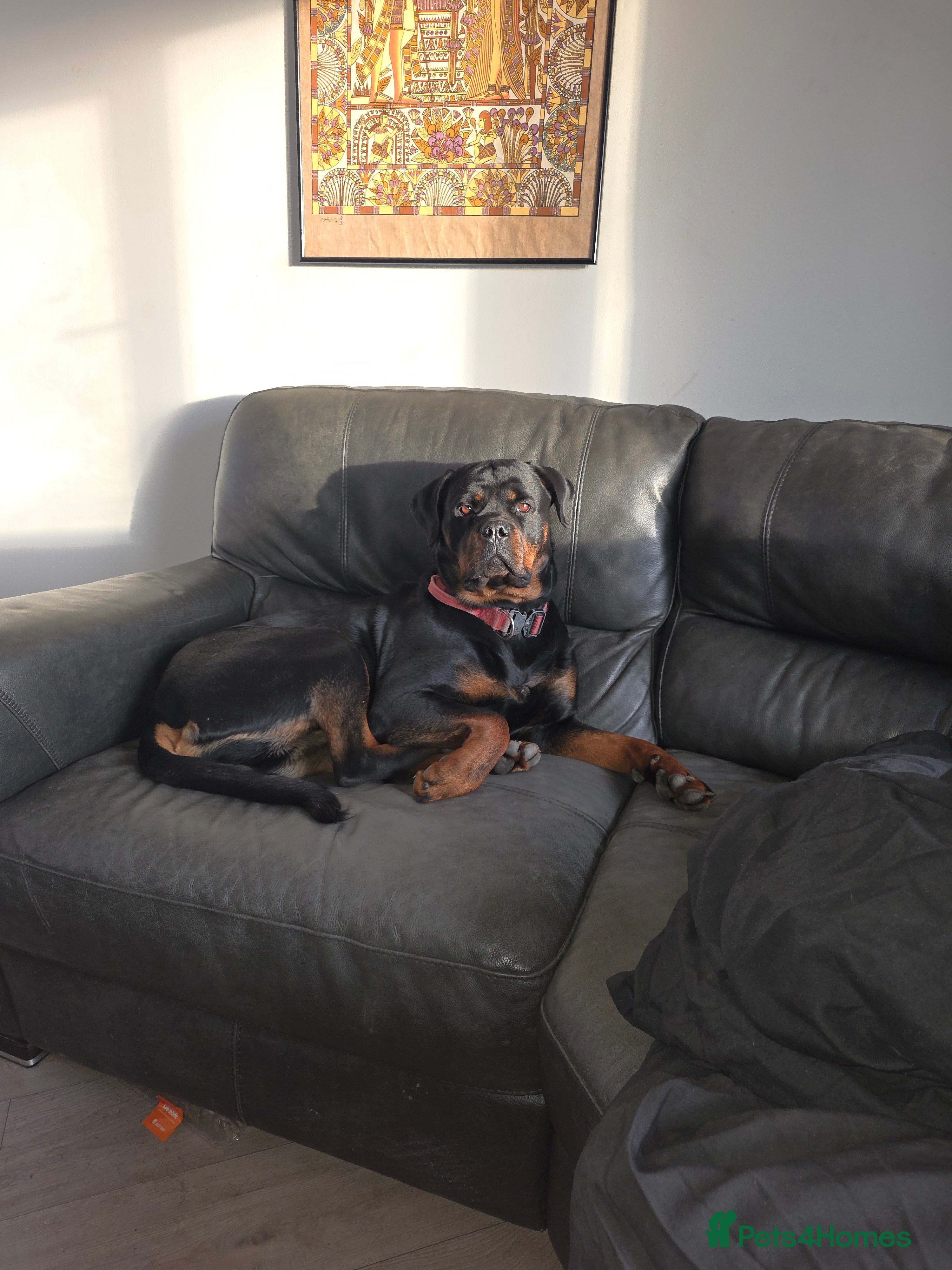 Rottweiler dogs 2 and a half year old female Rottweiler  - Advert 3
