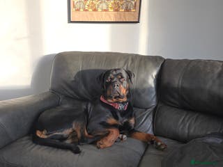 Rottweiler dogs 2 and a half year old female Rottweiler - Advert 1