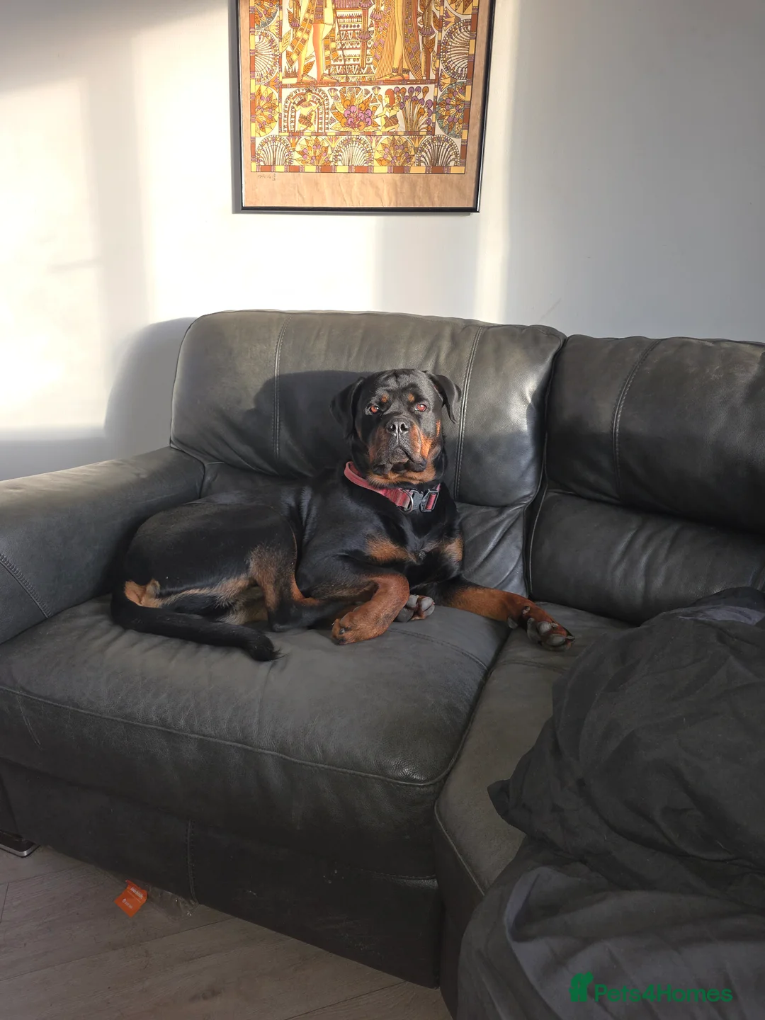 Rottweiler dogs for sale: 2 and a half year old female Rottweiler  - Advert 1