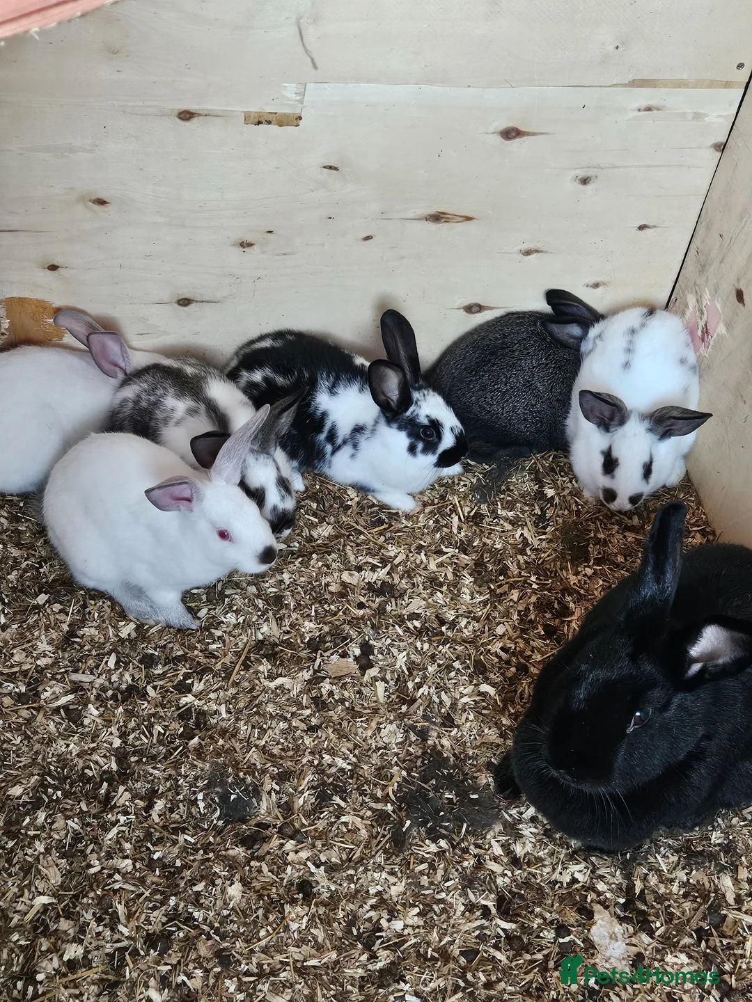 New Zealand rabbits for sale: Newzealand baby rabbits in Normanton - Advert 3