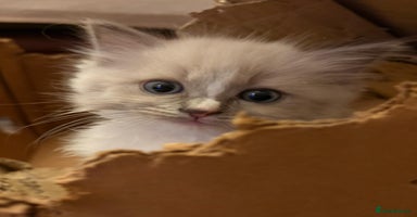 Ragdoll cats - Advert 5