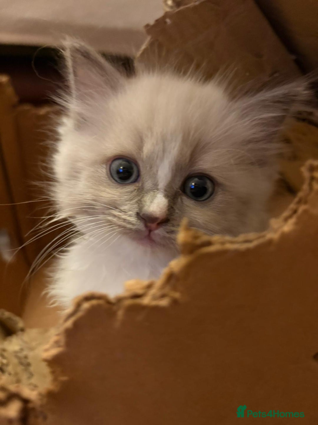 Ragdoll cats for sale: Cherubim Ragdoll Kittens TICA Mink Lynx - Image 2