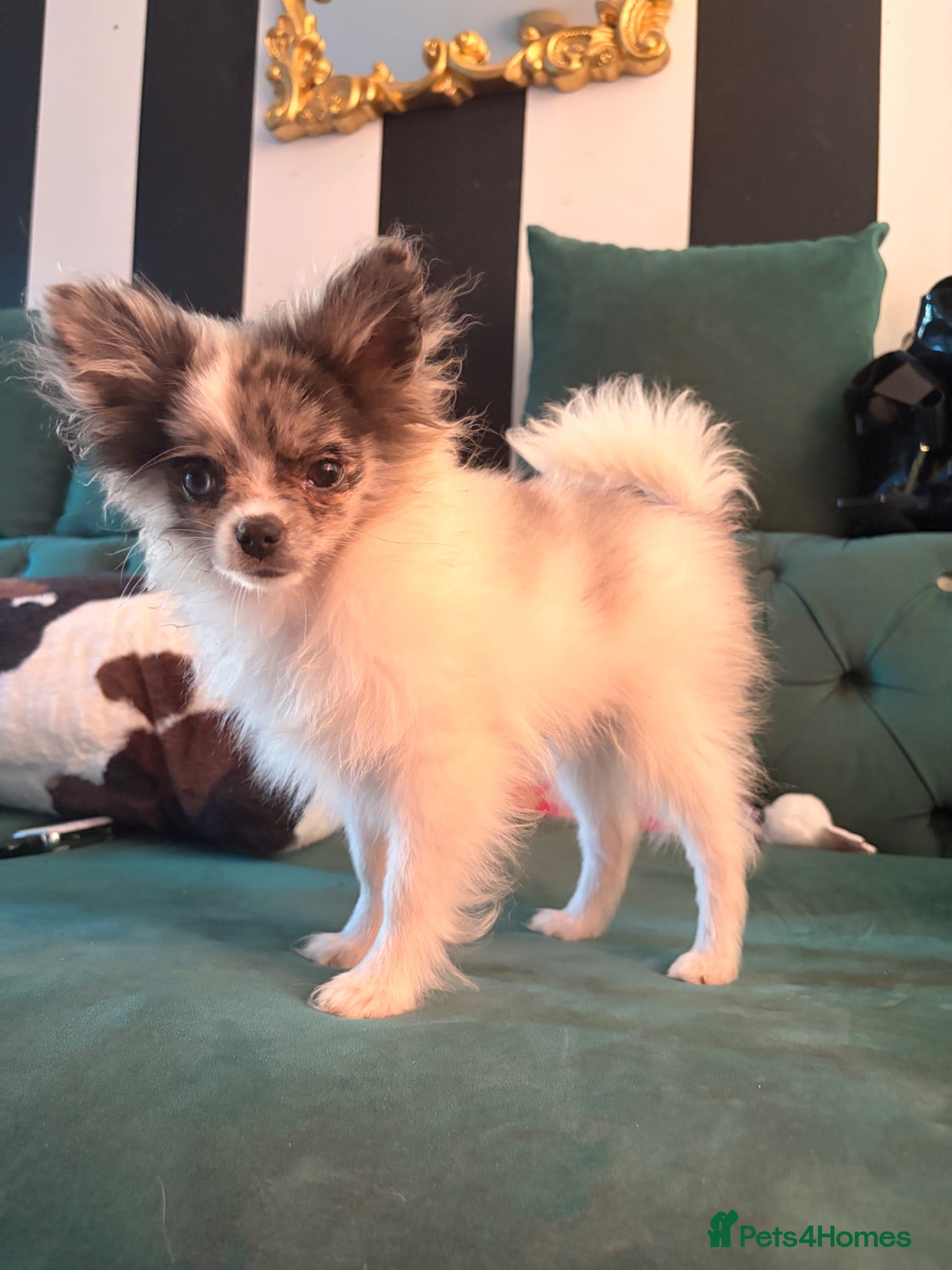 Pomeranian dogs Blue eyed Pomeranian pups  - Advert 2