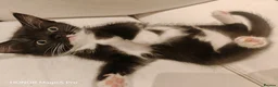 Ragdoll cats for sale: Two Gorgeous Female Kittens Looking for Their Home - Advert 9