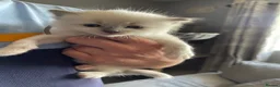 Ragdoll cats for sale: 🐾 GCCF Ragdoll Kittens🐾 - Advert 7