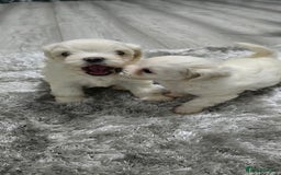 Mixed Breed dogs for sale: Bichon frise - Image 7