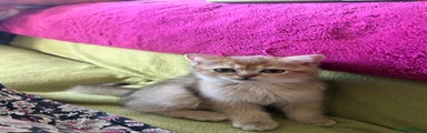 Scottish Fold 4