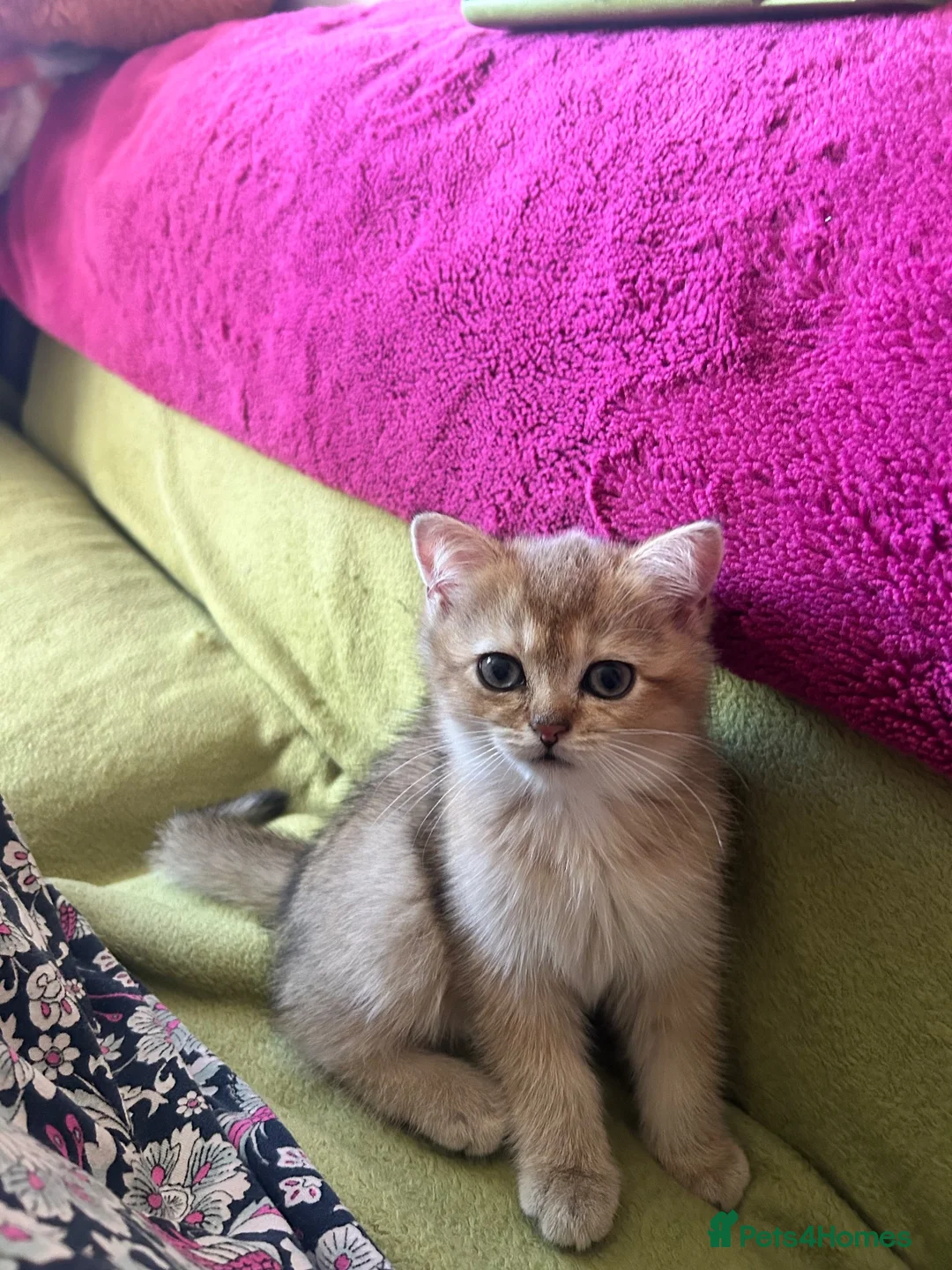 Scottish Fold cats for sale: BEAUTIFUL GIRLS LOOKING FOR FOREVER HOMES - Advert 2