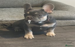 French Bulldog dogs for sale: French Bulldog 1 Fur Baby ‼️PRICE DROP £750‼️ - Image 6