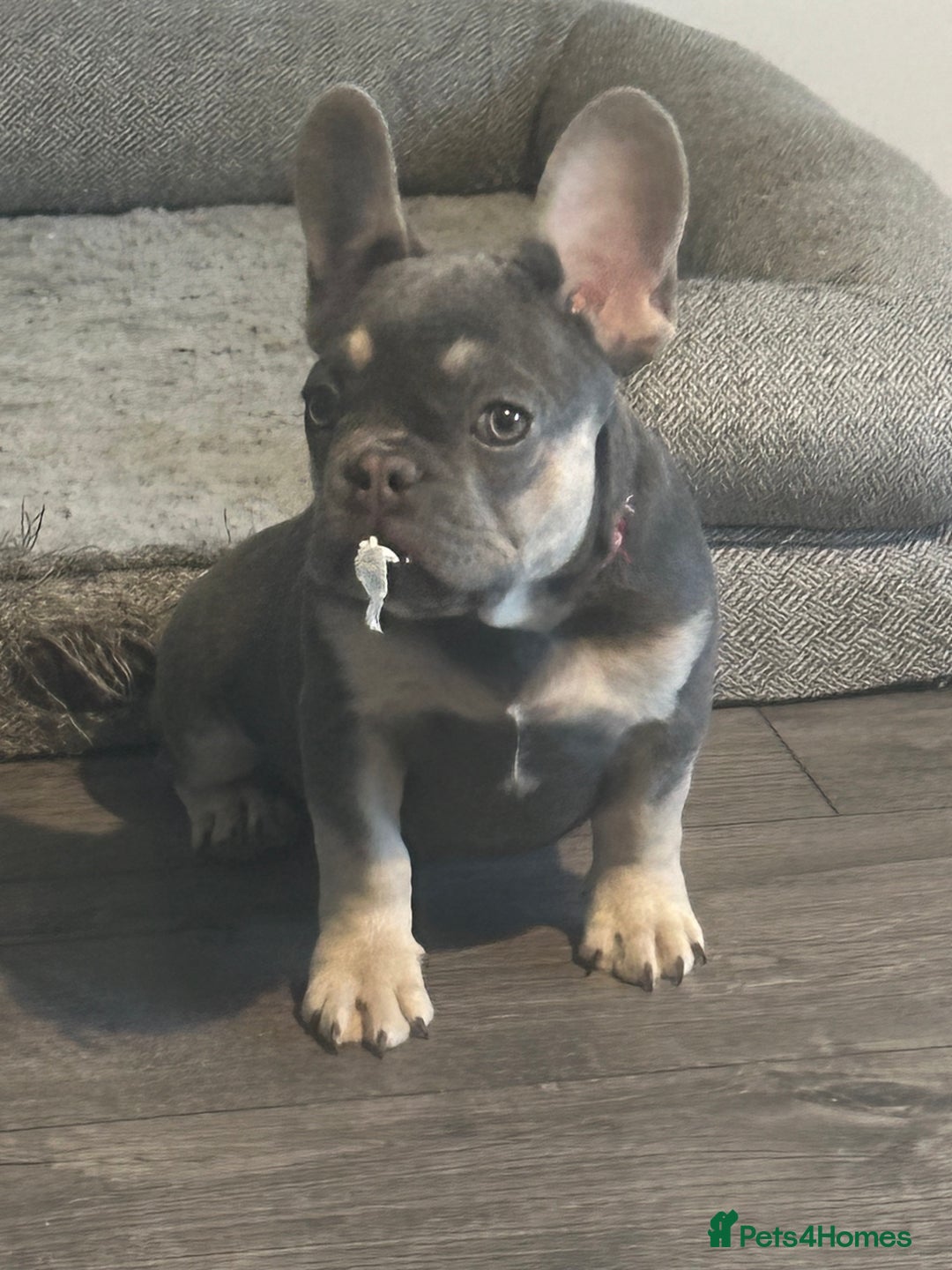 French Bulldog dogs for sale: French Bulldog 1 Fur Baby ‼️PRICE DROP £750‼️ - Image 6