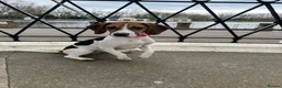 Beagle dogs for sale: Beagle  in Blackpool - Advert 1