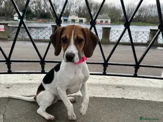 Beagle dogs Beagle - Advert 11