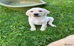 Labrador Retriever dogs for sale: Lovely Labrador pups - Image 19