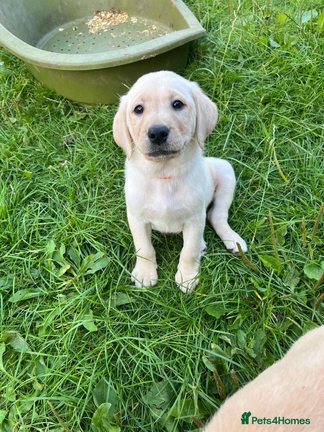 Labrador Retriever dogs for sale: Lovely Labrador pups - Image 19