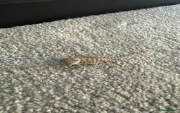 Dragon reptiles for sale: Baby Rankin Dragon - Image 8