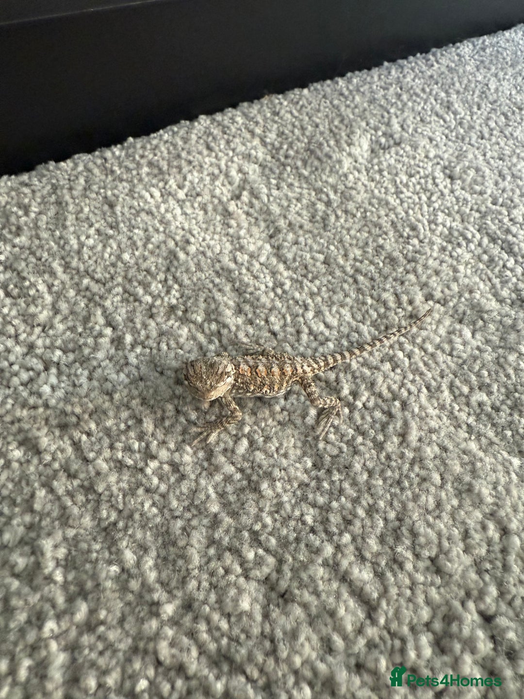 Dragon reptiles for sale: Baby Rankin Dragon - Image 8