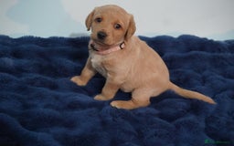 Labrador Retriever dogs for sale: Stunning KC Fox Red & Yellow Labrador Puppies - Image 3