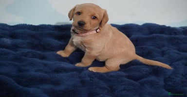 Labrador Retriever dogs - Advert 4