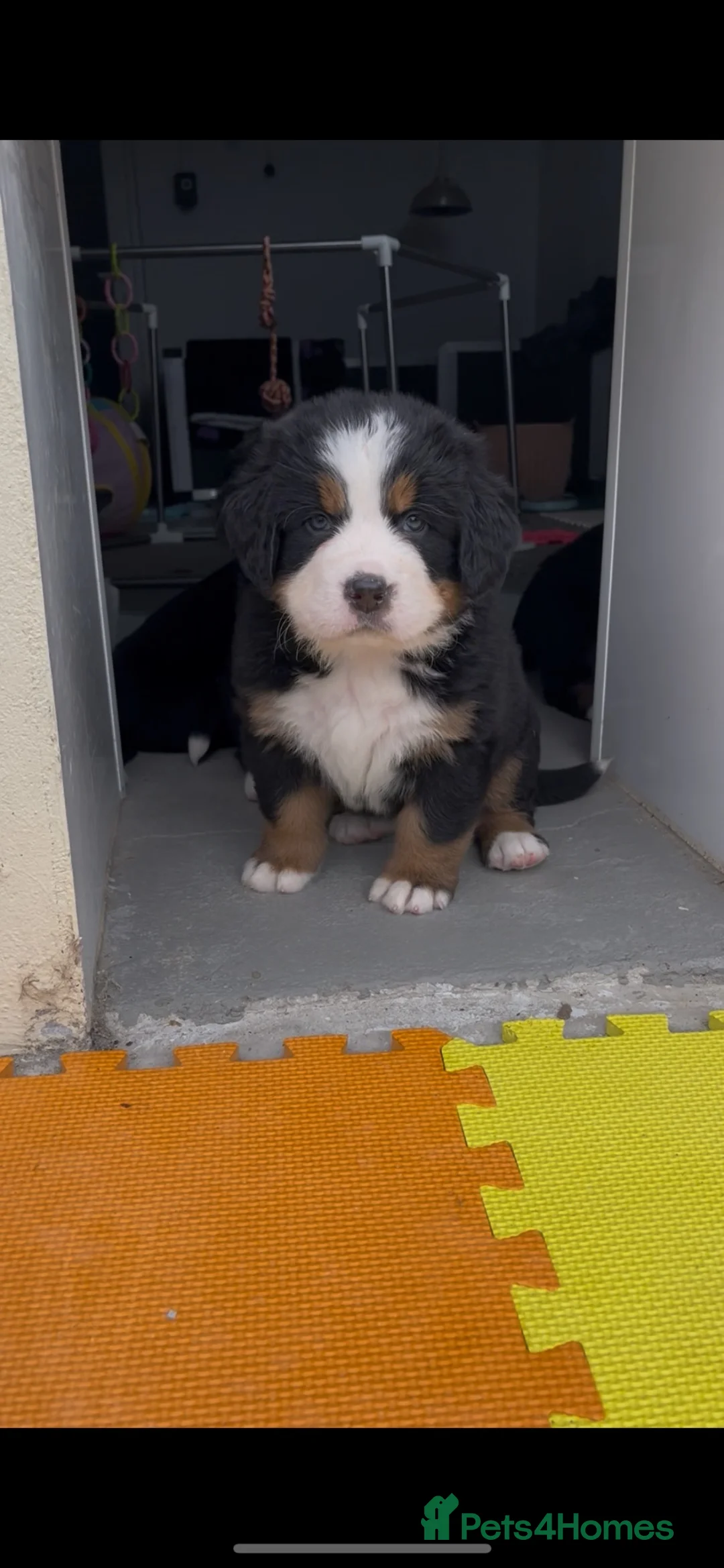 Bernese Mountain Dog dogs for sale: Bernese Mountain Dog Puppies - waiting list - Advert 1