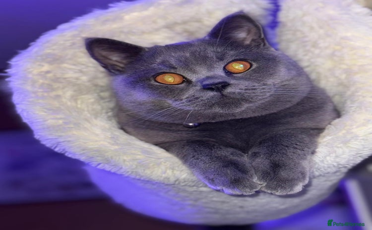 British Shorthair cats - Advert 7