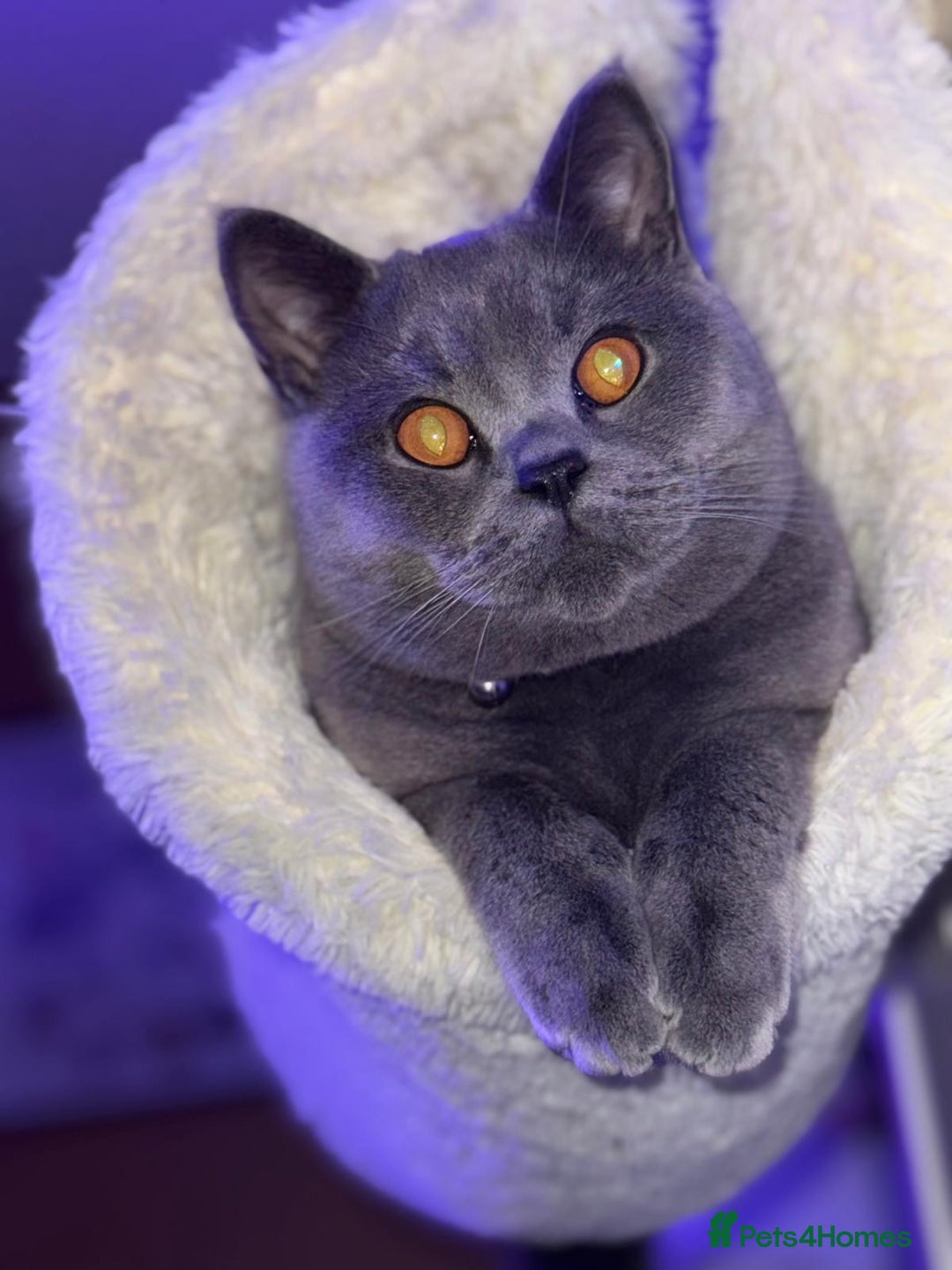 British Shorthair cats for sale: Gorgeous British Blue Male - Image 1