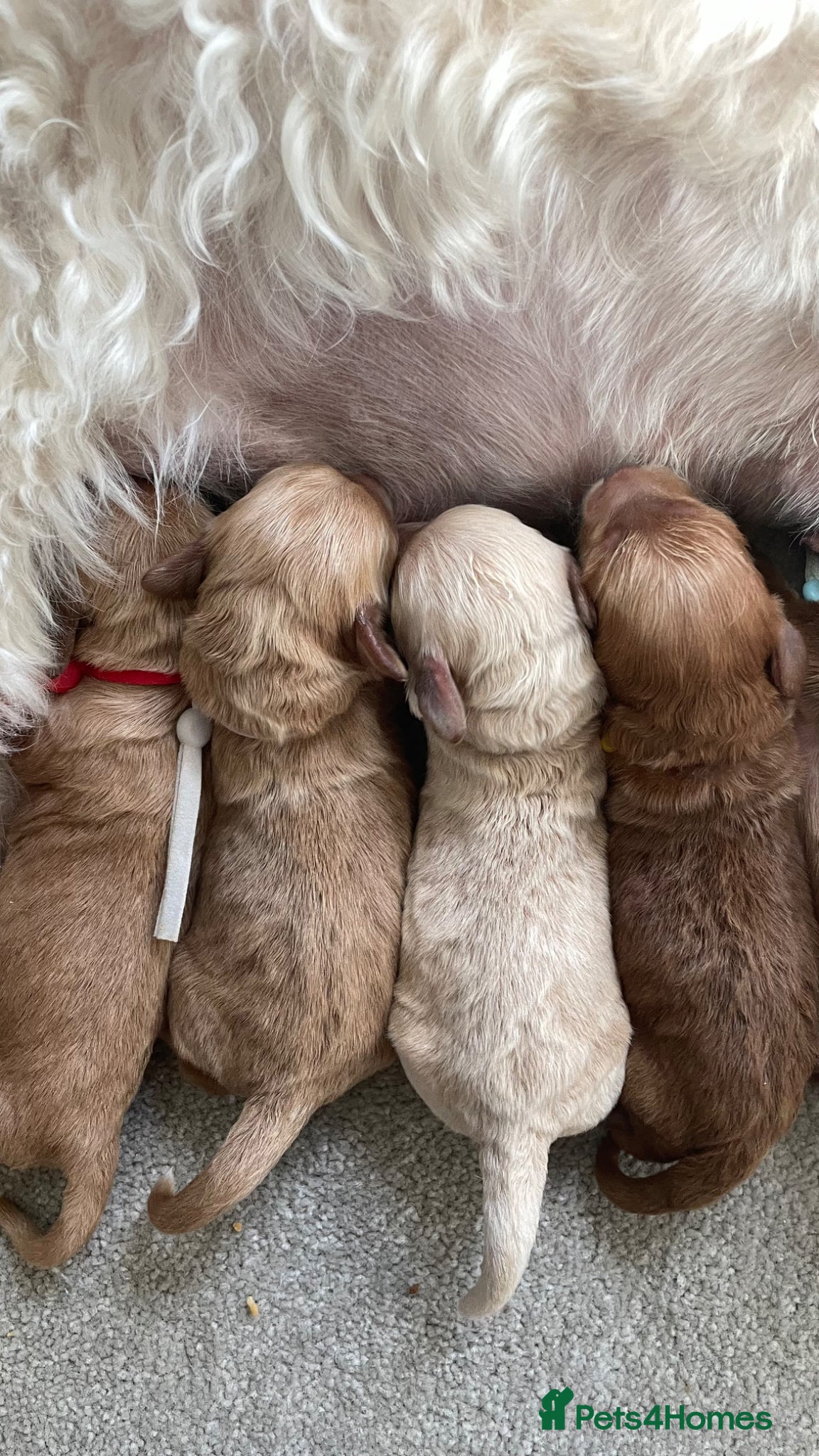 Cockapoo dogs Toy/Miniature Cockapoos. Arrived today! - Advert 9