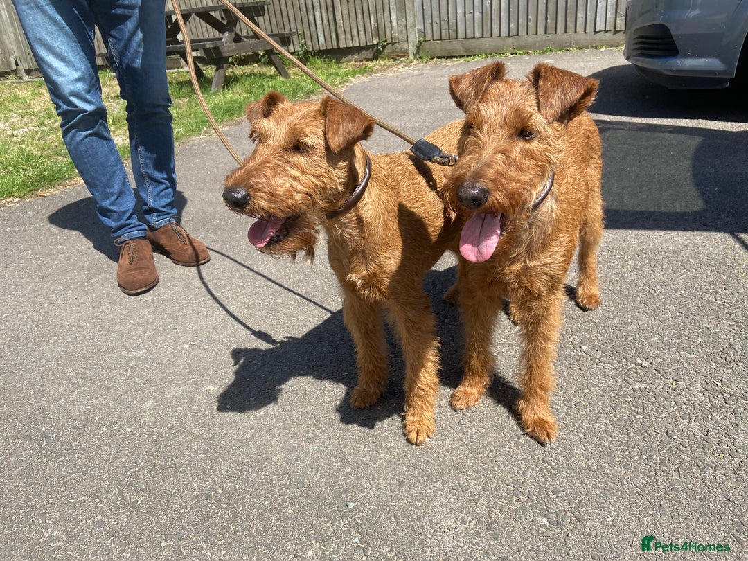 Irish Terrier dogs for sale: KC Pedigree Irish Terrier Puppies for Sale  - Image 3
