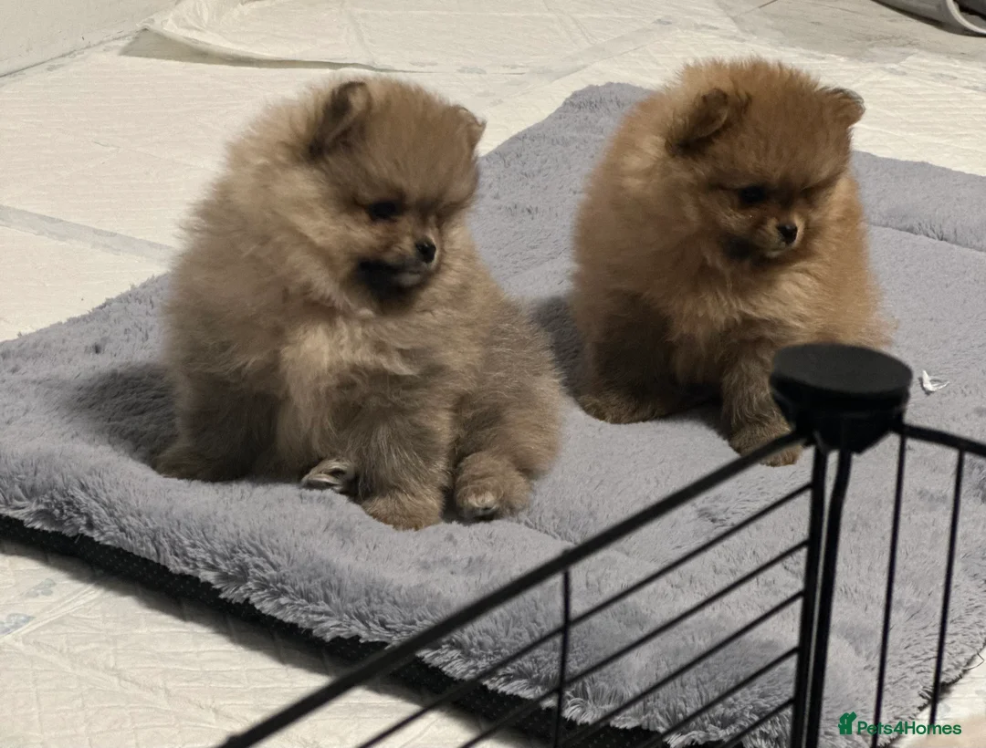 Pomeranian dogs for sale: Outstanding Teddy Bear Line - Champion blood line - Advert 6