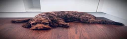 Cockapoo dogs for sale: Beautiful Chocolate Female Cockapoo in Ipswich - Advert 1